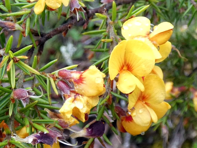 Pultenaea juniperina