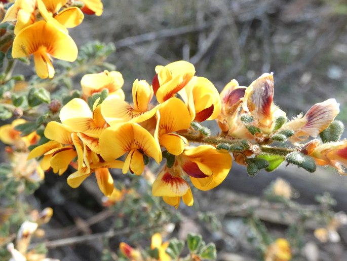 Pultenaea scabra