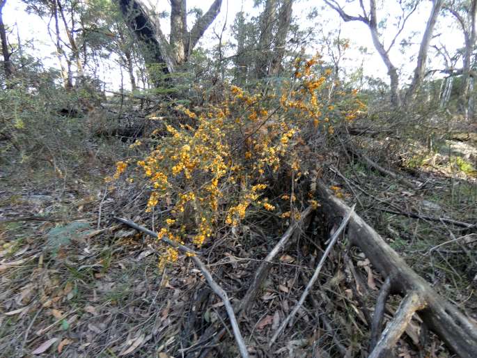 Pultenaea scabra