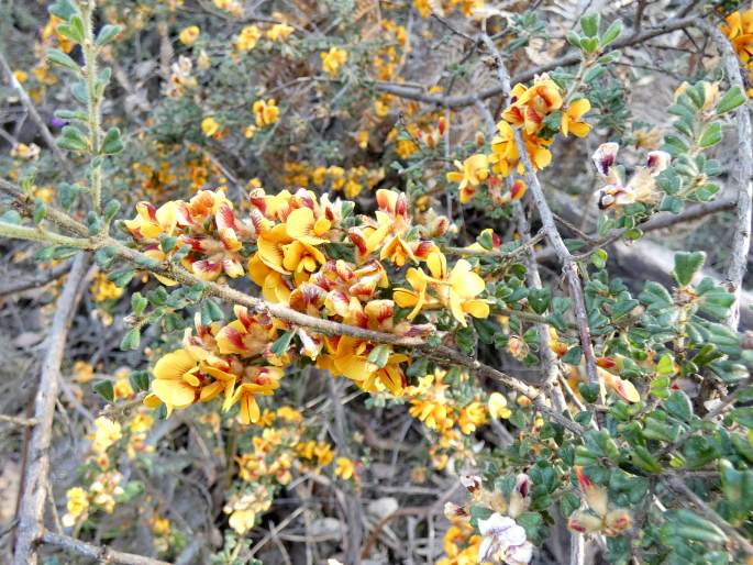 Pultenaea scabra