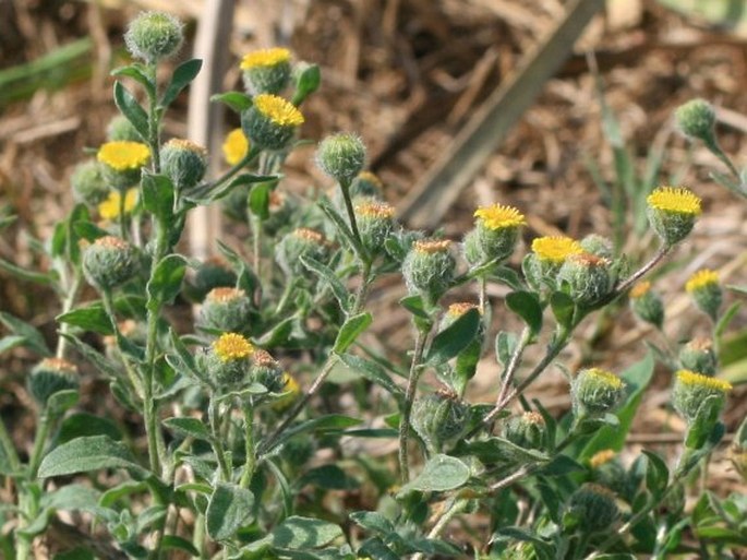 Pulicaria vulgaris