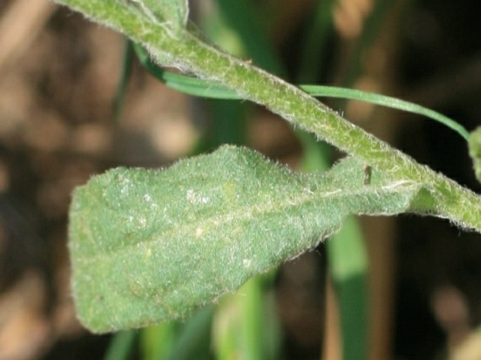 Pulicaria vulgaris