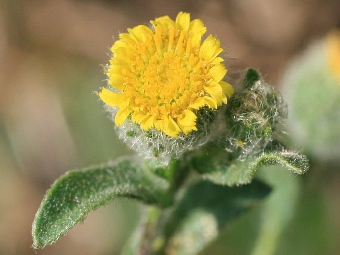 Pulicaria vulgaris