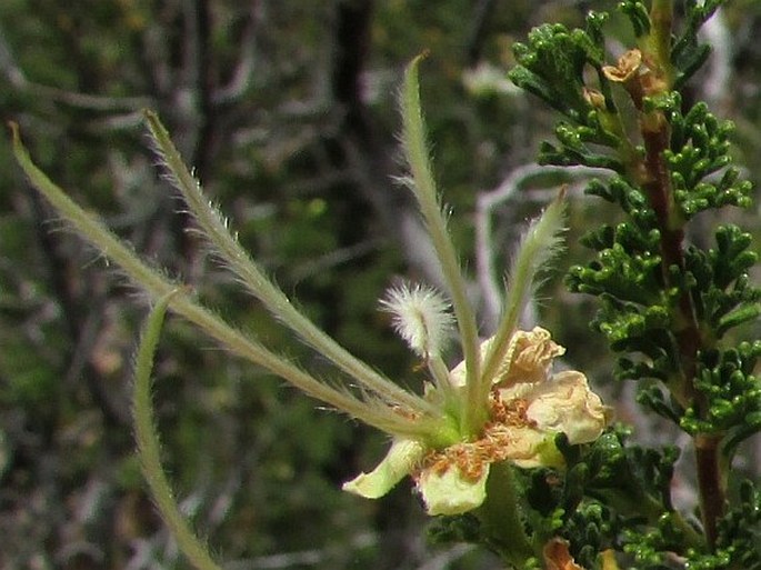 Purshia stansburyana