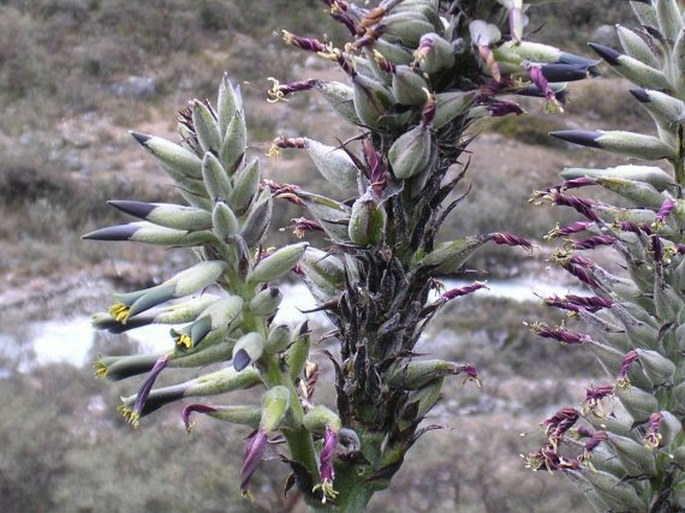 Puya angusta