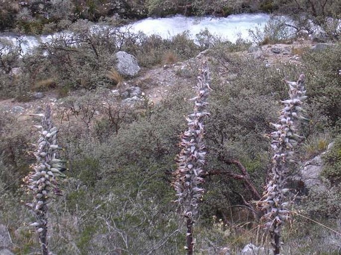 Puya angusta