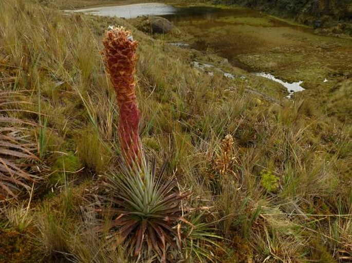 Puya cajasensis