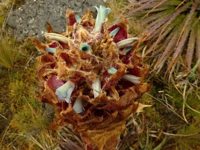 Puya cajasensis