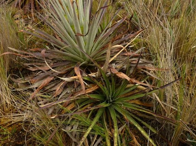 Puya cajasensis