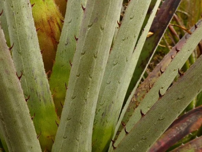 Puya cajasensis