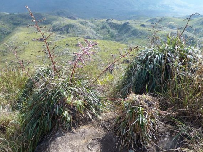 Puya floccosa