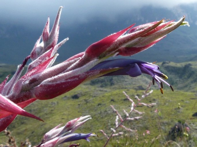 Puya floccosa