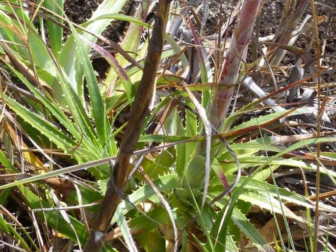 Puya floccosa