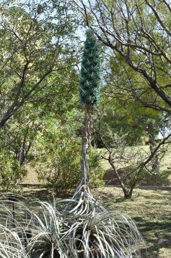 Puya alpestris