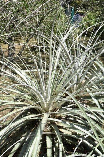 Puya alpestris