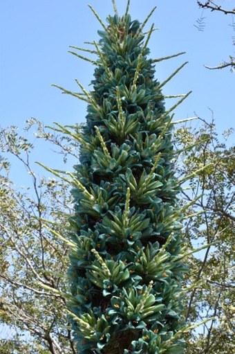 Puya alpestris