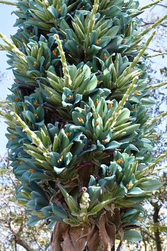 Puya alpestris