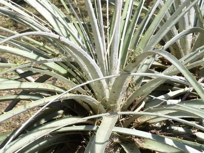 Puya alpestris