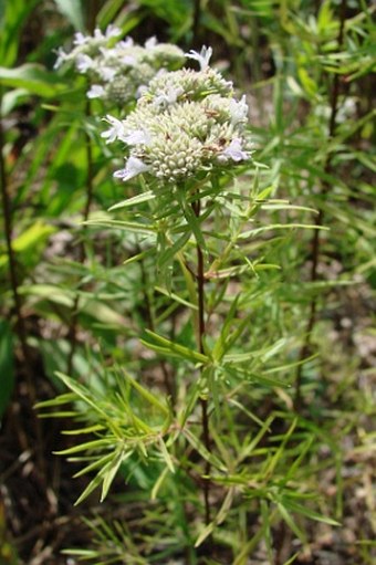 Pycnanthemum tenuifolium