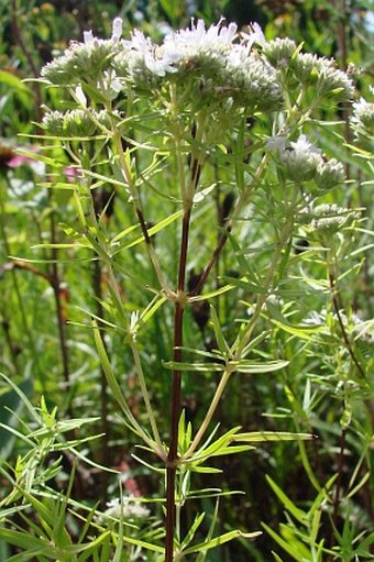 Pycnanthemum tenuifolium