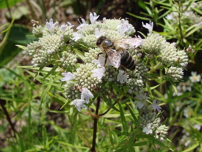 Pycnanthemum tenuifolium