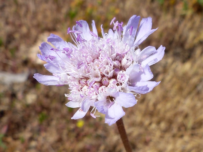 Pycnocomon intermedium