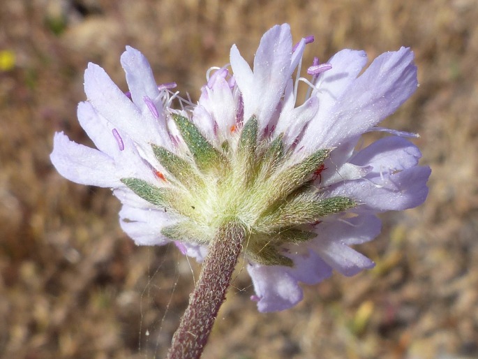 Pycnocomon intermedium