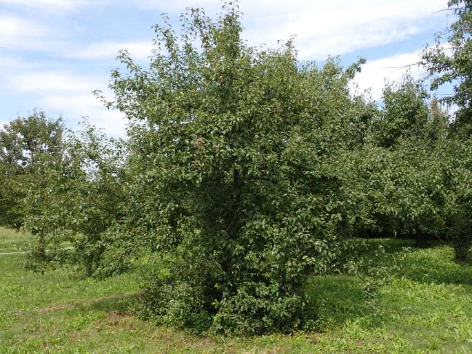 Pyrus betulifolia