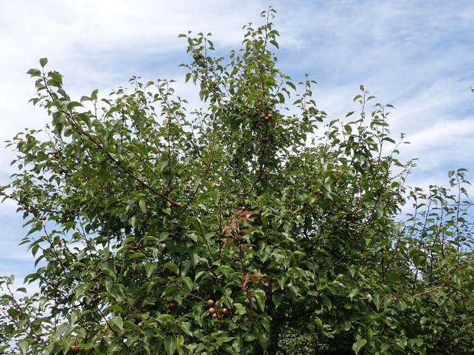 Pyrus betulifolia