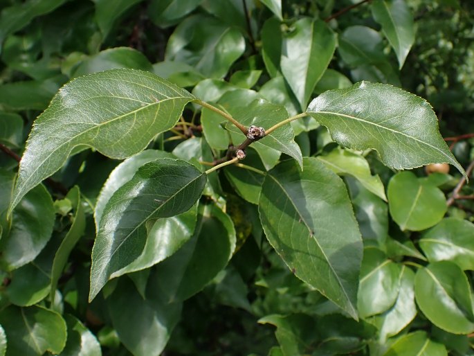 Pyrus betulifolia