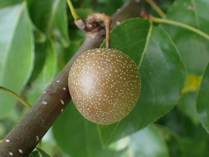 Pyrus betulifolia