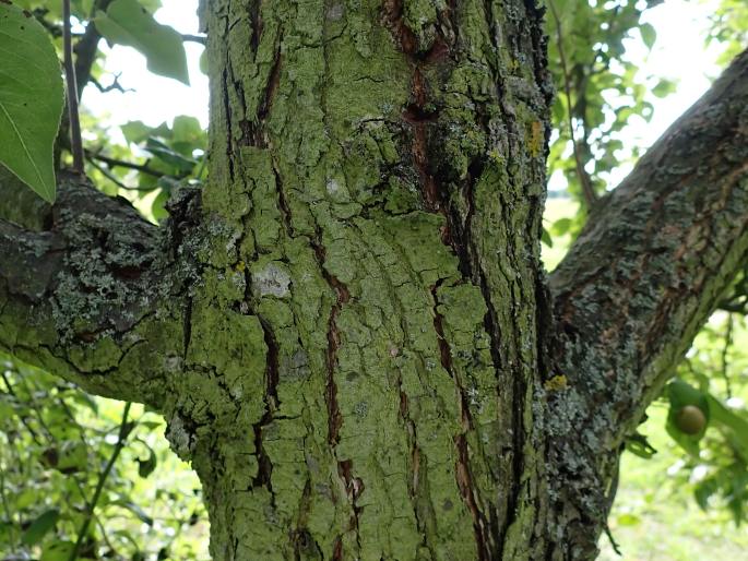 Pyrus betulifolia