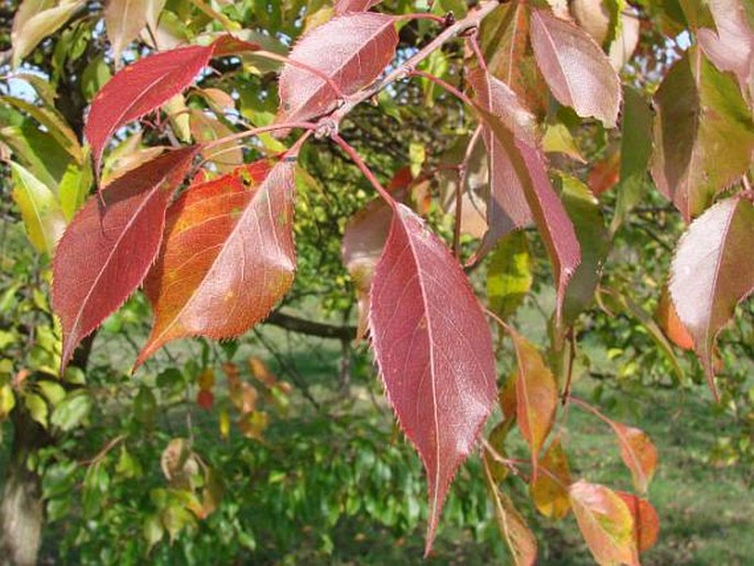 Pyrus bretschneideri