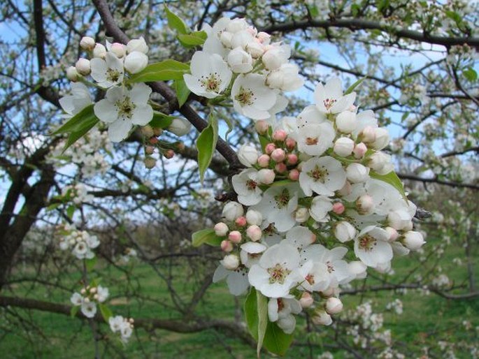 Pyrus bretschneideri