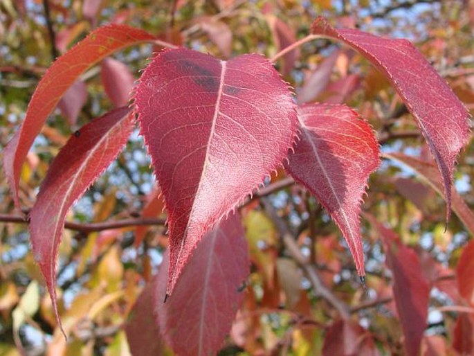 Pyrus bretschneideri