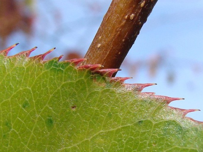 Pyrus bretschneideri