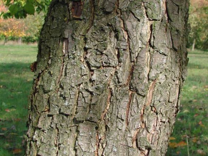 Pyrus bretschneideri