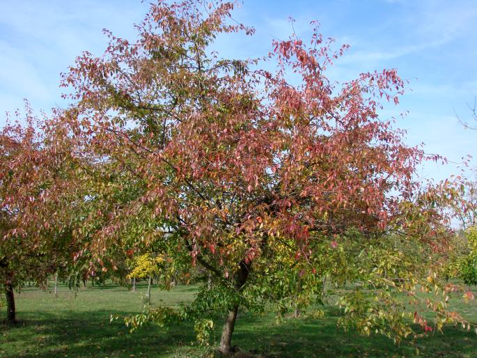 Pyrus bretschneideri