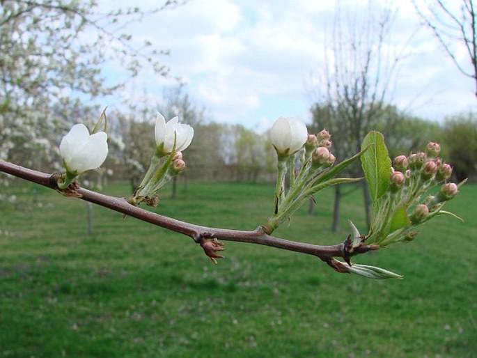 Pyrus bretschneideri