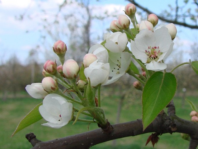 Pyrus bretschneideri