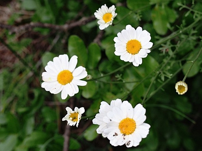 TANACETUM CINERARIIFOLIUM (Trevir.) Sch.Bip. - vratič