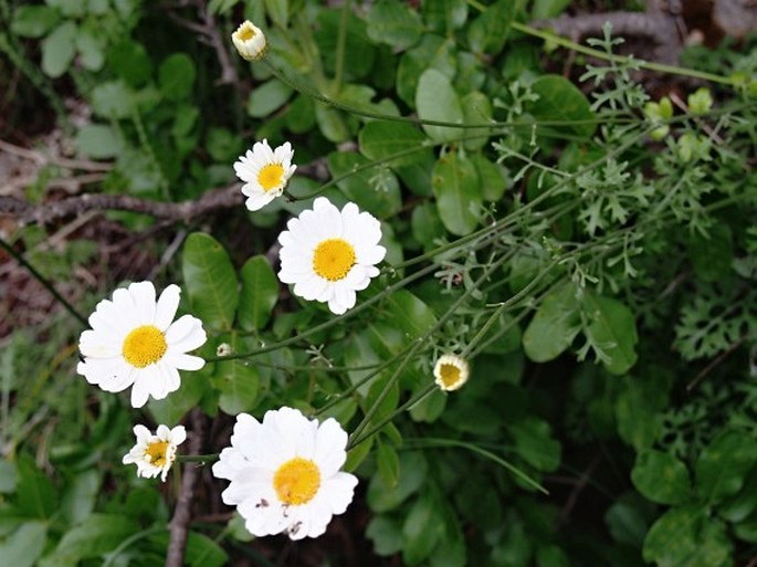 Tanacetum cinerariifolium