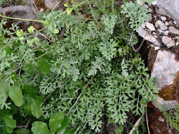 Tanacetum cinerariifolium