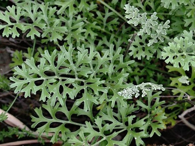 Tanacetum cinerariifolium