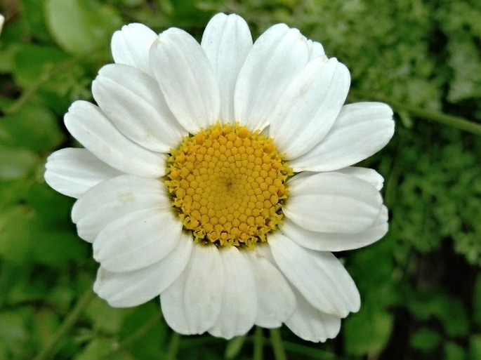 Tanacetum cinerariifolium