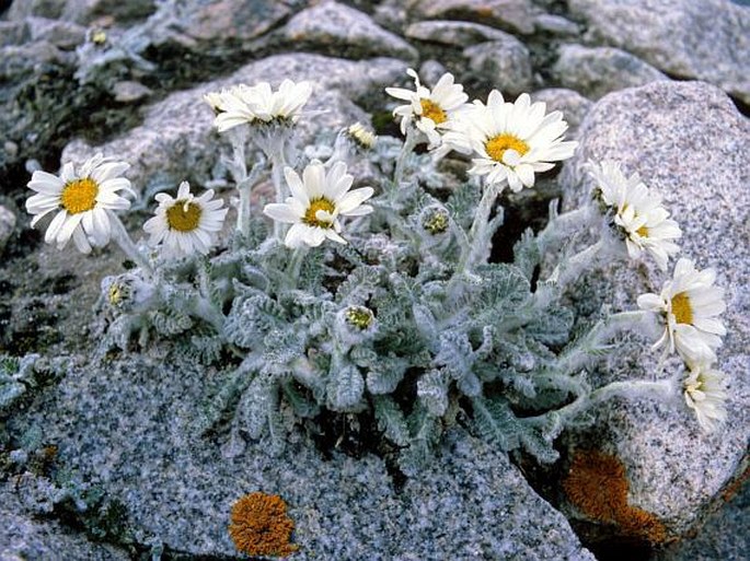 Pyrethrum leontopodium