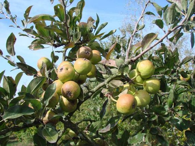 PYRUS NIVALIS Jacq. - hrušeň sněhobílá / hruška snežná