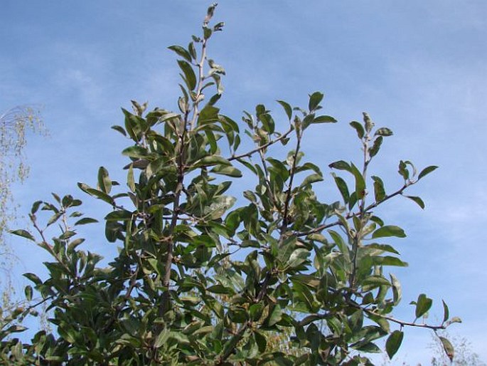 Pyrus nivalis