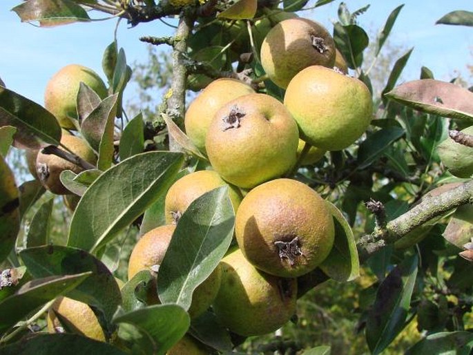 Pyrus nivalis