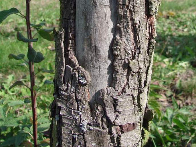 Pyrus nivalis